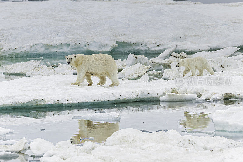 北极熊(Ursus maritimus)是一种肉食性熊，主要生活在包括北冰洋的北极圈内。俄罗斯楚科奇自治州的弗兰格尔岛。北冰洋。雪上的熊妈妈和幼崽。